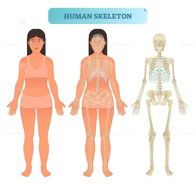 Human skeletal system, anatomical model - VectorMine