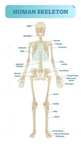 Human skeletal system, anatomical model – VectorMine