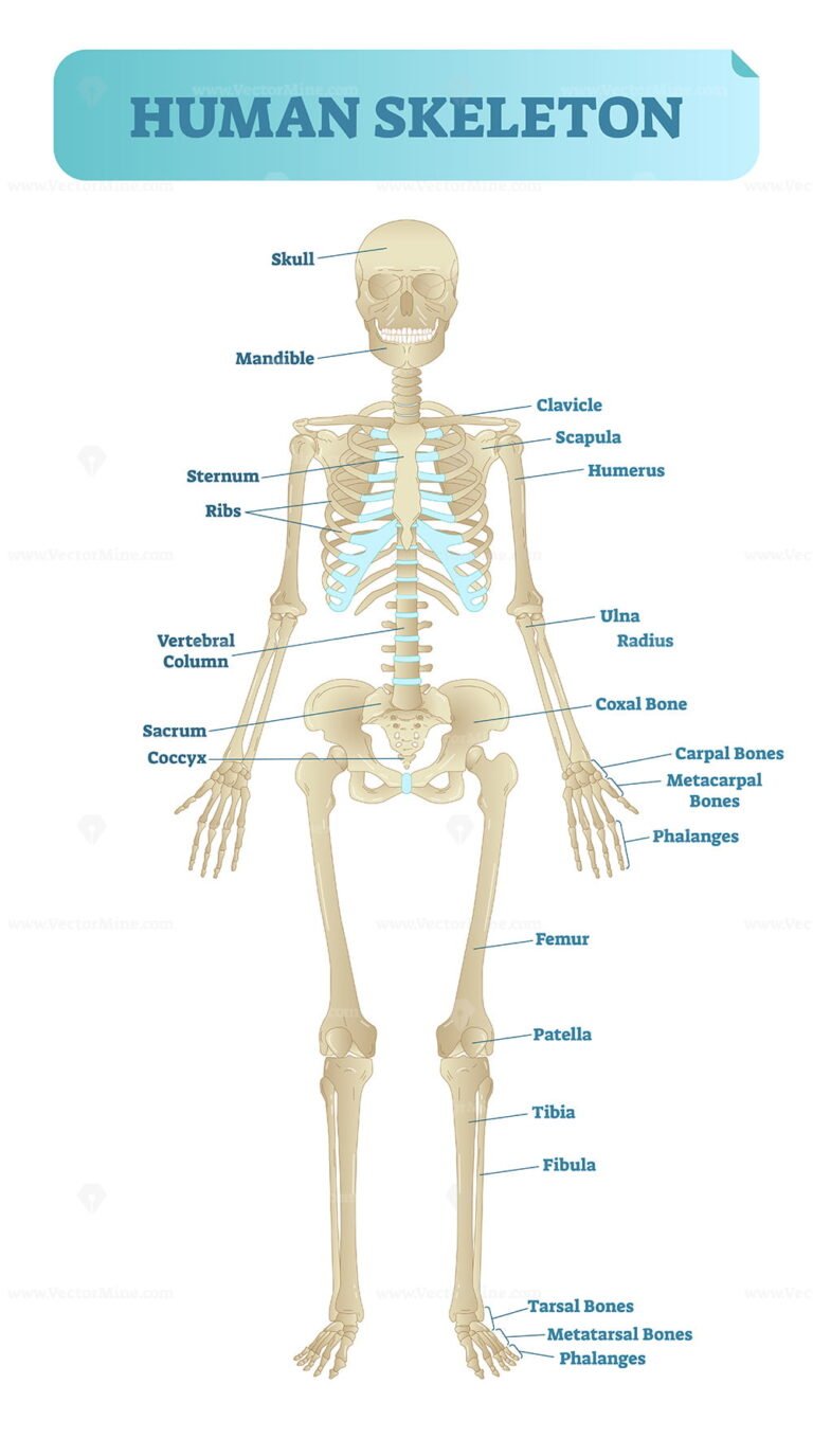 Schematic Representation Of Skeleton