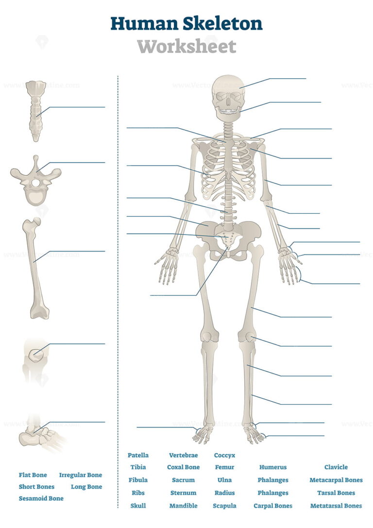 Human skeleton worksheet vector illustration - VectorMine