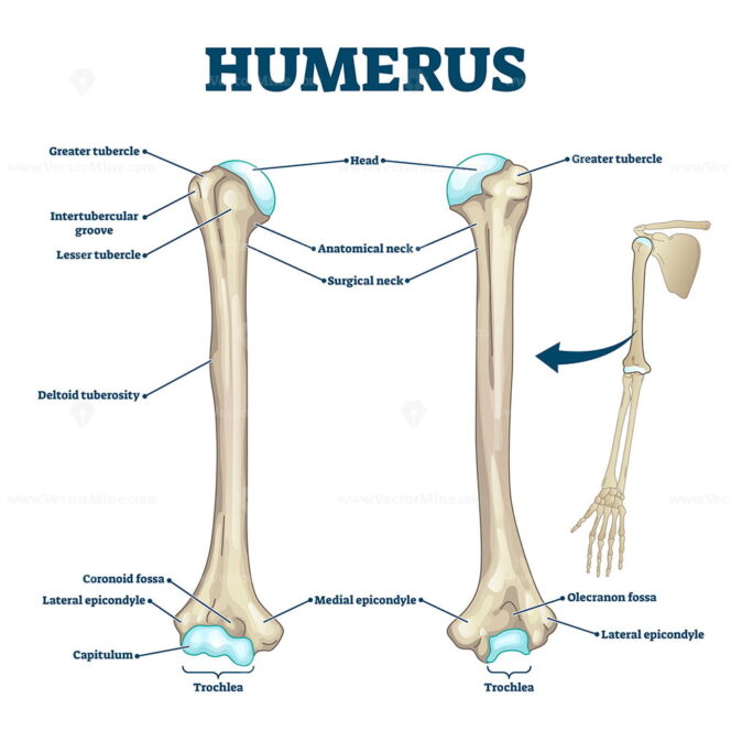 Humerus Bone Labeled Vector Illustration Diagram Vectormine