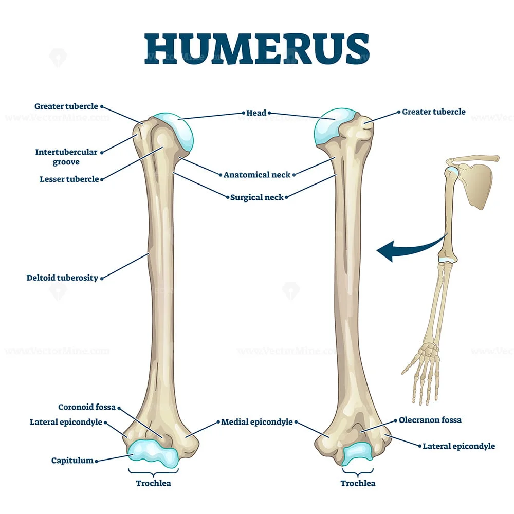 Humerus bone labeled vector illustration diagram VectorMine