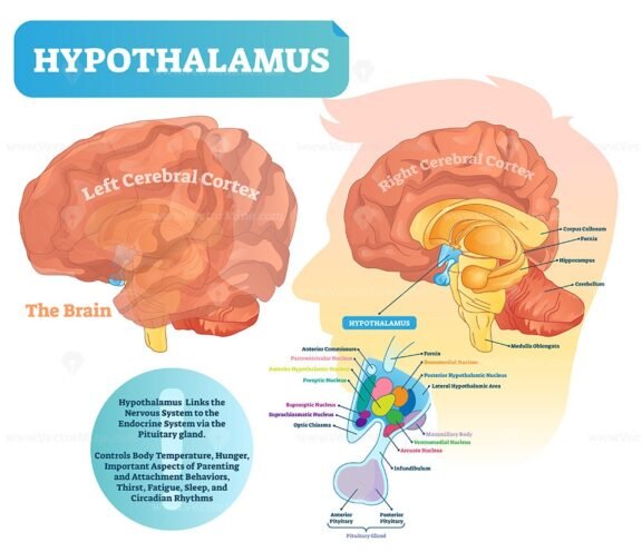 Hypothalamus