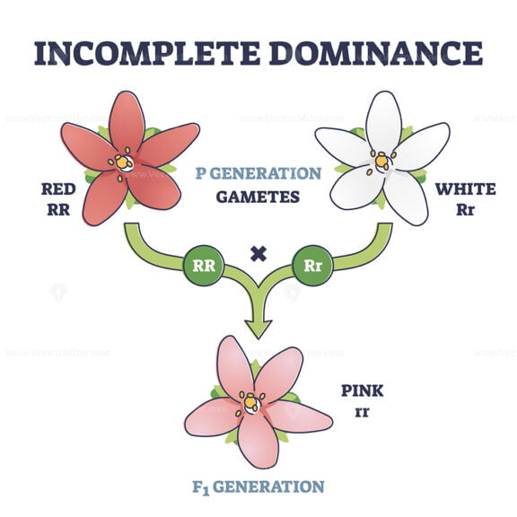 Incomplete Dominance outline diagram