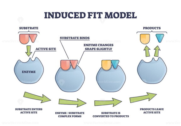 Induced Fit Model Process Explanation With Enzyme Products Outline 