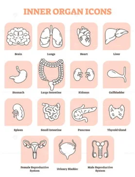 Breast anatomy vector illustration. Labeled medical female organ