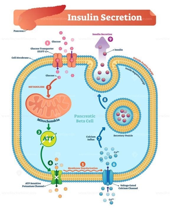 Insulin Secretion