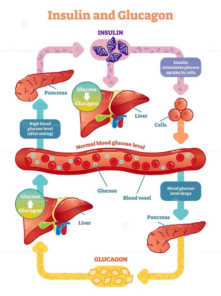 insulin-and-glucose-release-regulation-educational-scheme-outline