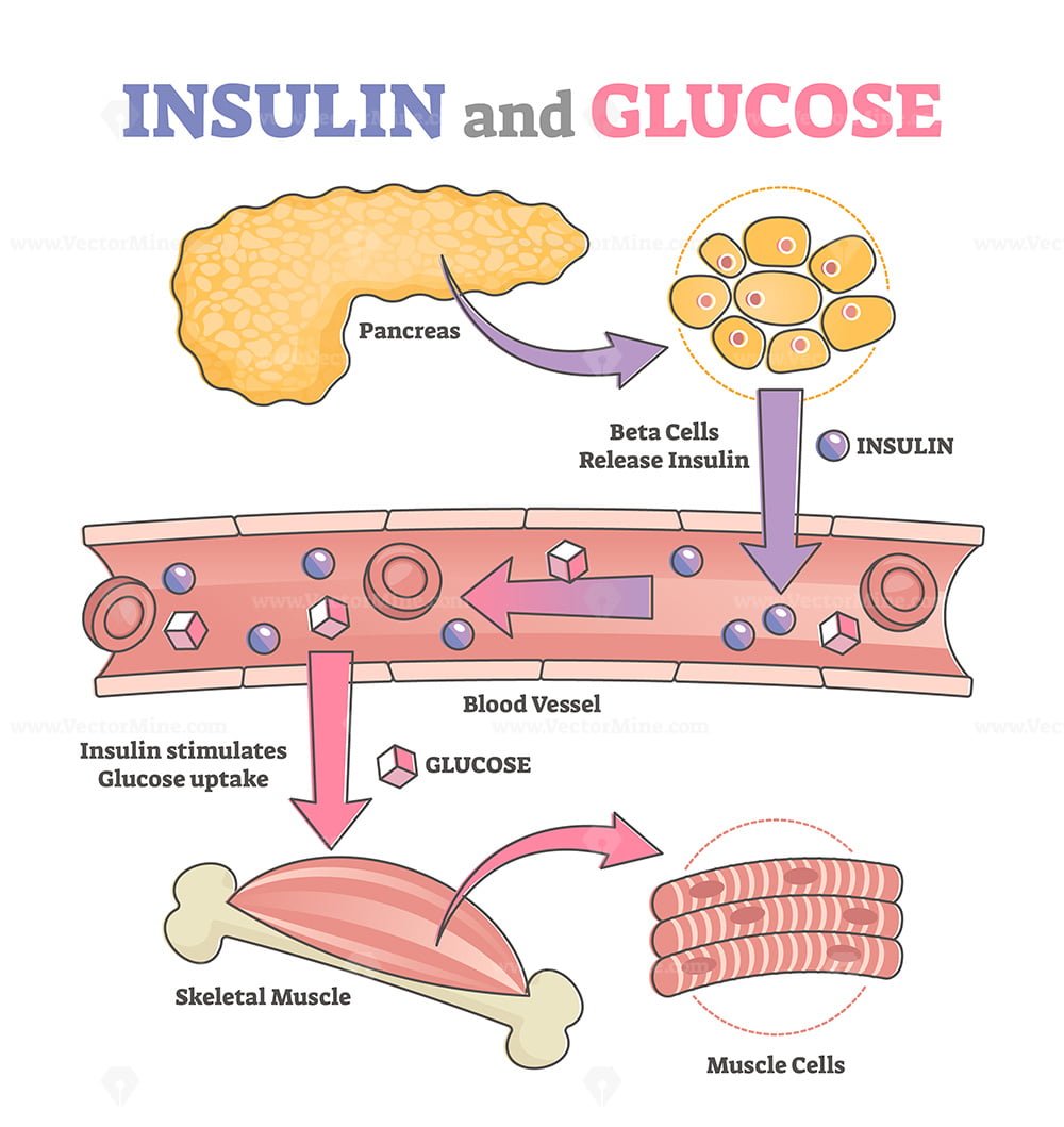 Insulin and glucose release regulation educational scheme outline