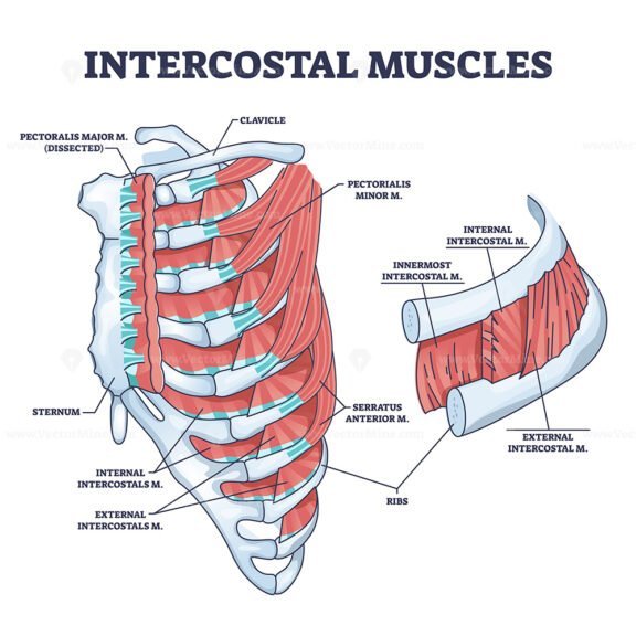 Intercostal Muscles Between Ribs In Anatomical Chest Cage Outline Diagram VectorMine