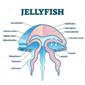 Jellyfish life cycle educational labeled diagram vector illustration ...