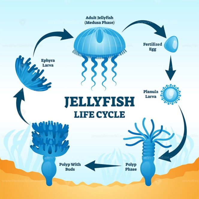 Jellyfish Life Cycle Educational Labeled Diagram Vector Illustration ...