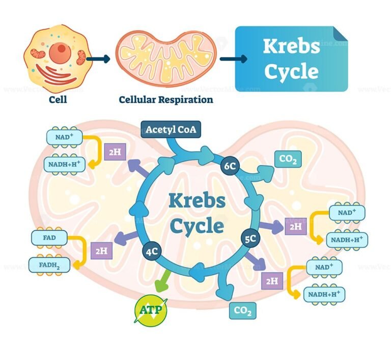 krebs-cycle-vector-illustration-vectormine