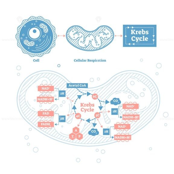 Krebs Cycle Outline