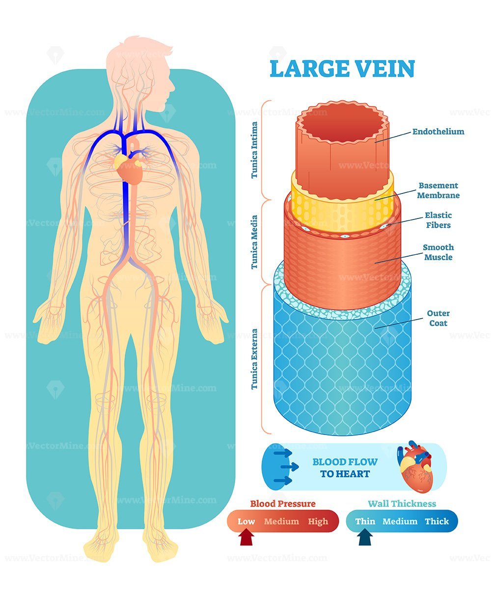 large-vein-anatomical-vector-illustration-cross-section-vectormine