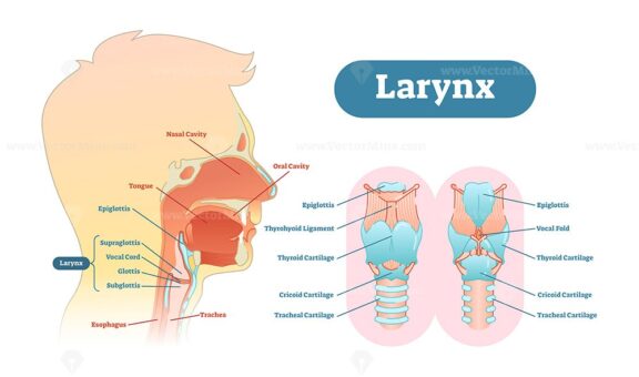 Larynx anatomical vector illustration diagram