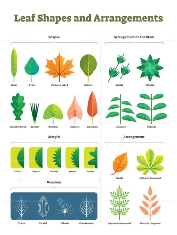 Leaf shapes complex vector illustration - VectorMine