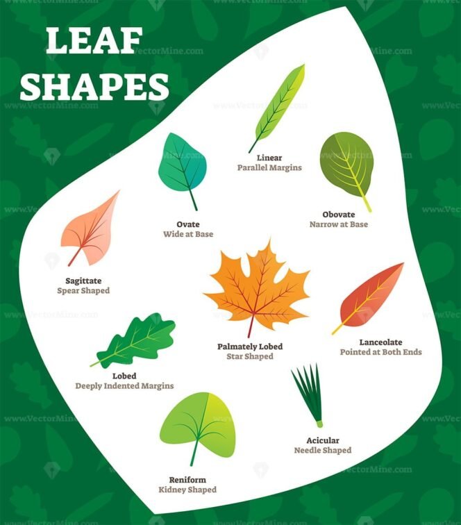 FREE Leaf shapes vector illustration – VectorMine