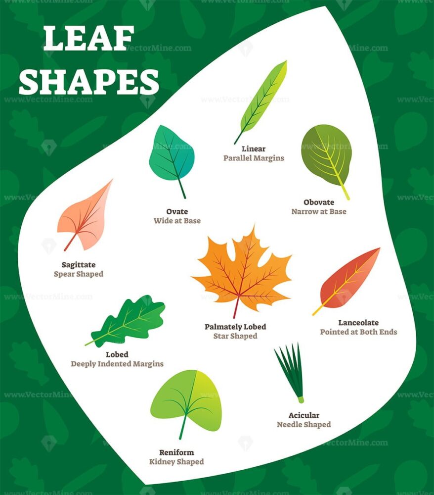 FREE Leaf shapes vector illustration - VectorMine