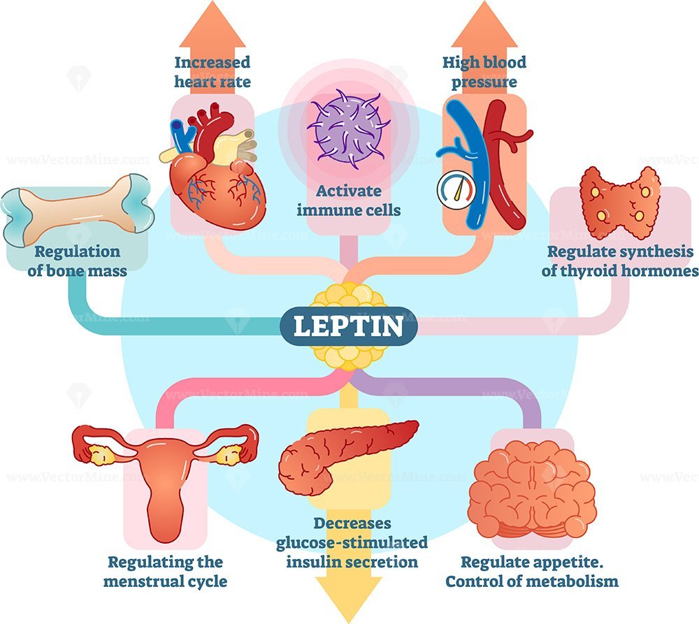 Leptin Hormone Role In Schematic Vector Illustration Diagram - VectorMine