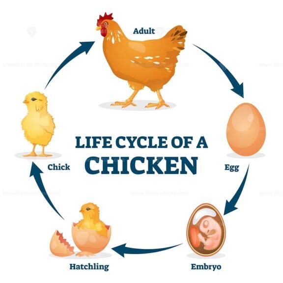 Life Cycle of a Chicken