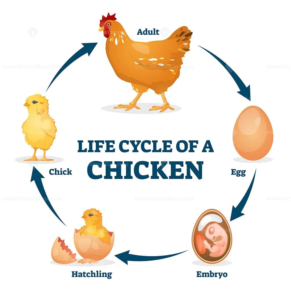 Life cycle of a chicken vector illustration VectorMine