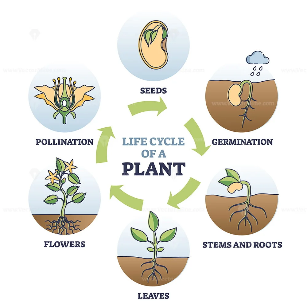 Life cycle of plant with seeds growth in biological labeled outline ...