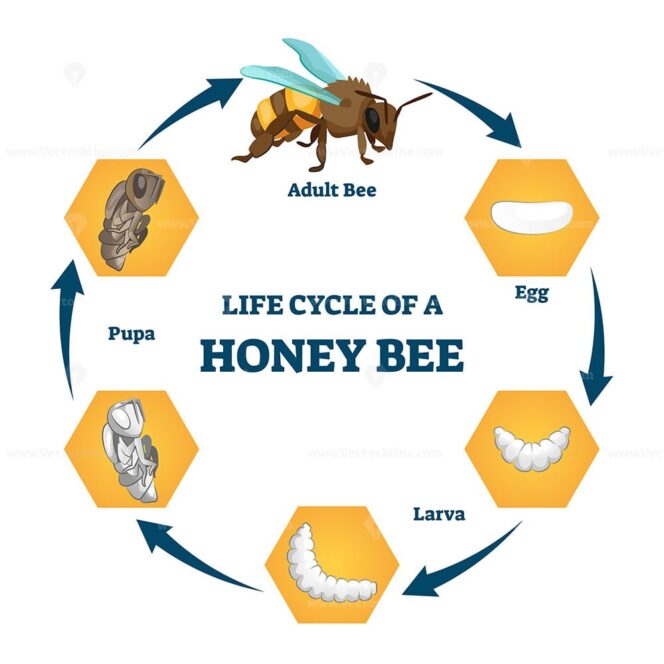 Life cycle of a honey bee vector illustration - VectorMine