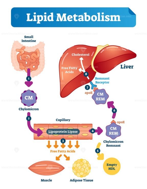 Lipid Metabolism