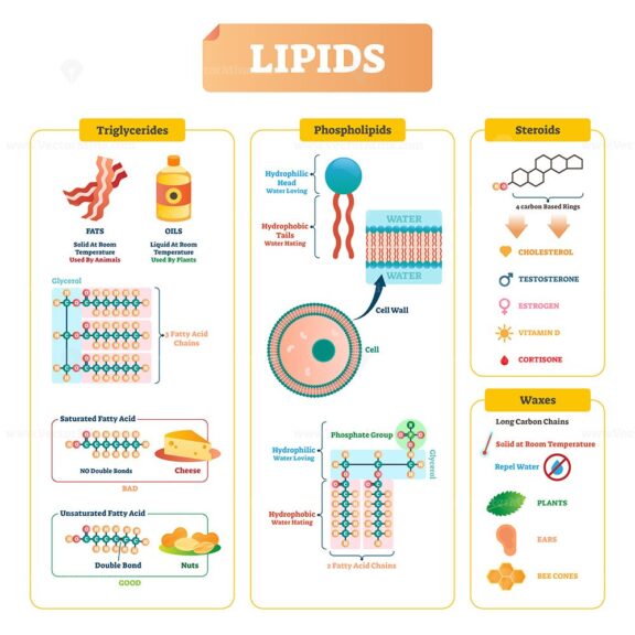 Lipids Vector Illustration VectorMine