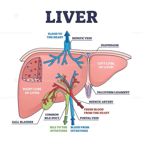 Liver outline