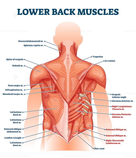 Lower Back Muscles