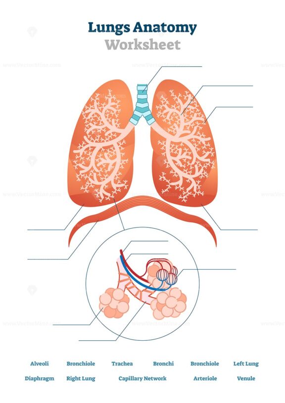 Lungs worksheet vector illustration