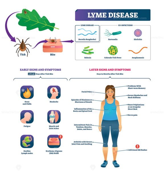 Lyme Disease