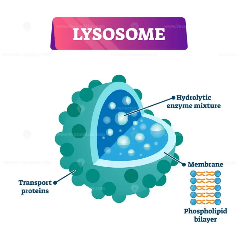 Lysosome cell organelle vector illustration labeled cross section