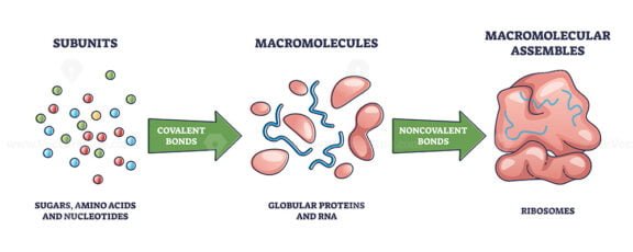 Macromolecules outline diagram