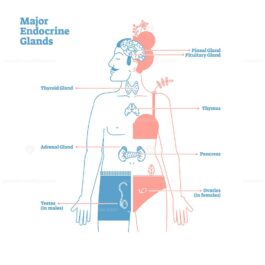 Major Endocrine Glands, Vector Illustration Diagram - VectorMine