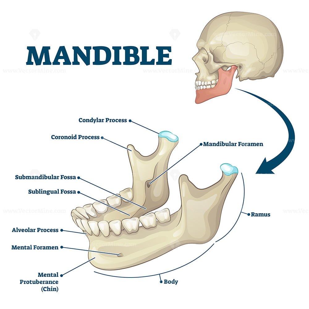 Mandible jaw bone labeled anatomical structure scheme vector
