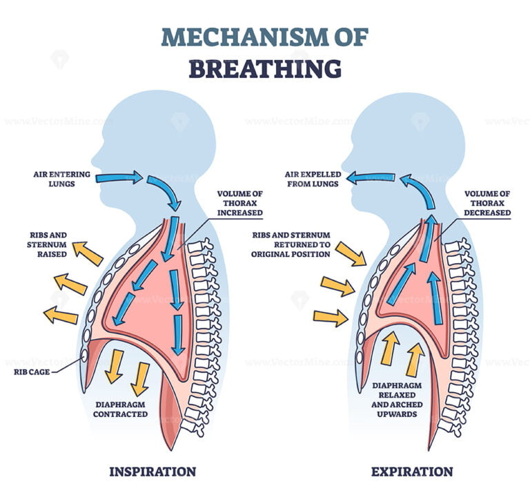 Mechanism of breathing with anatomical process explanation outline ...