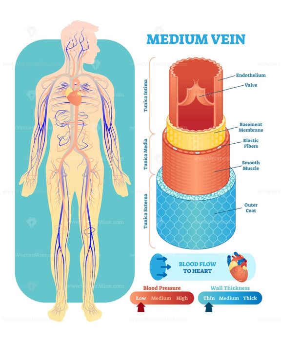 Medium Vein