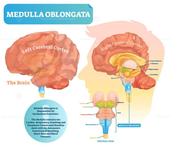 Medulla oblongata vector illustration