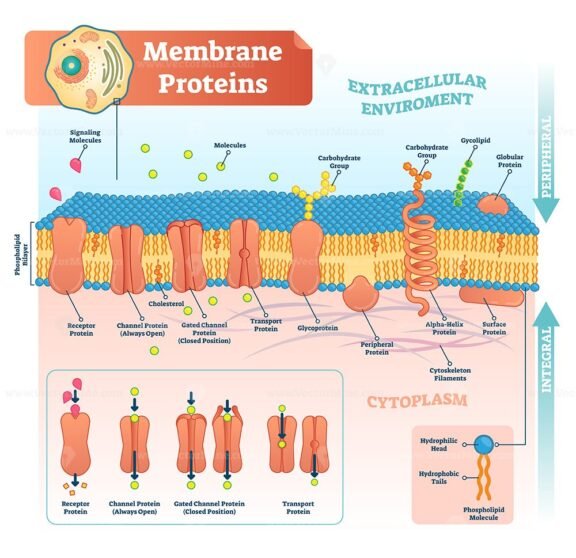 Membrane Proteins