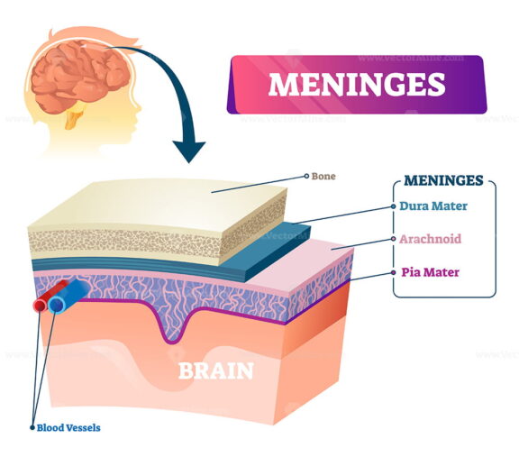 Meninges vector illustration