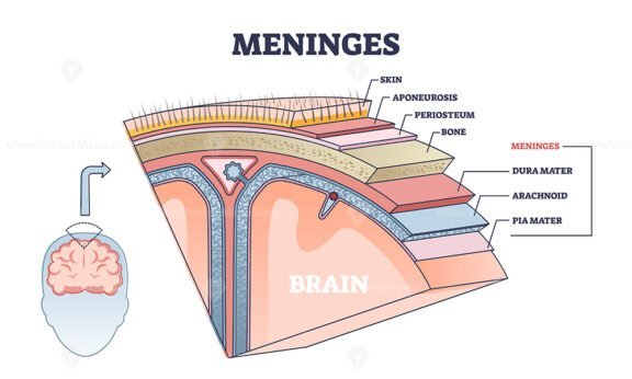 Meninges 2 outline