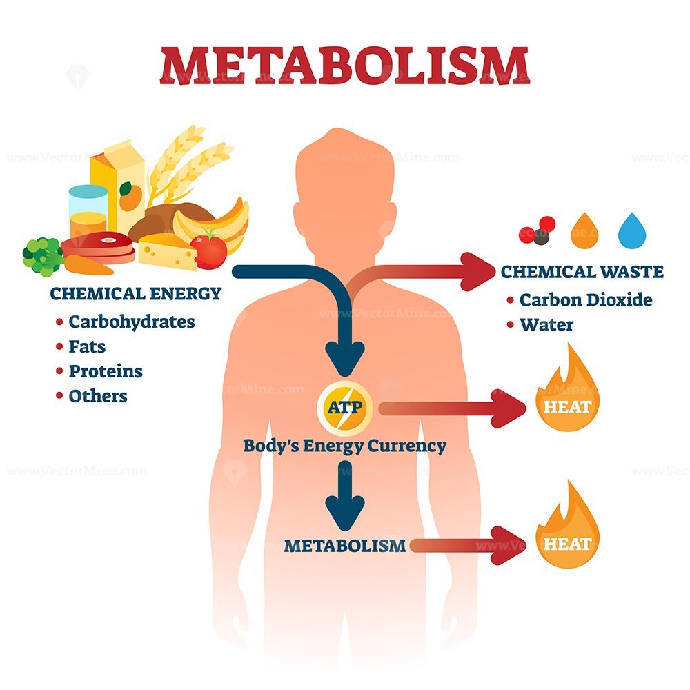 Metabolism Vector Illustration VectorMine