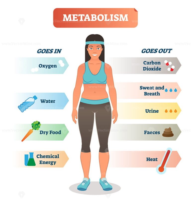 Metabolism Concept Vector Illustration Diagram, Biochemical Body Cycle ...