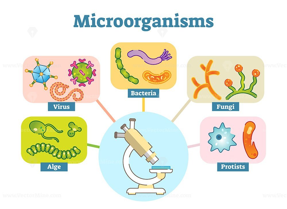 Microorganisms Illustration Vector Set - VectorMine