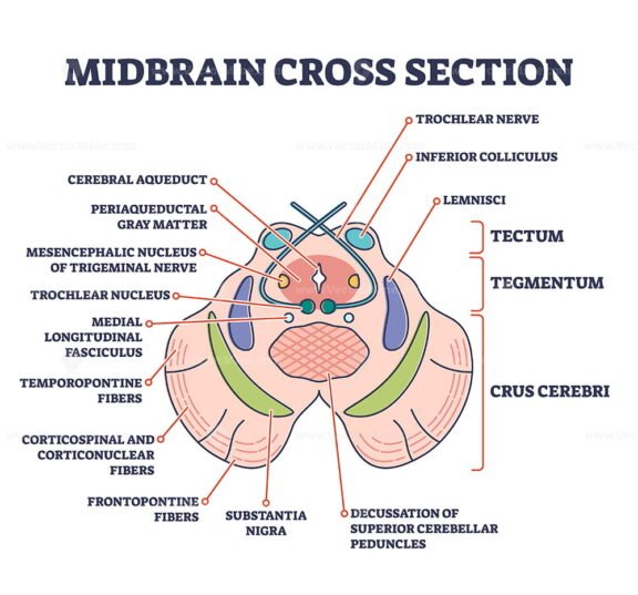 Midbrain Cross Section Outline