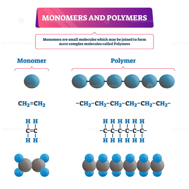 Monomer or polymer vector illustration - VectorMine