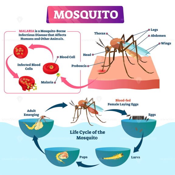 Mosquito diagram